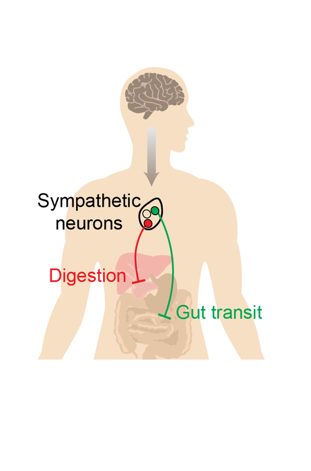 Cartoon illustration of the human body. An arrow from the brain points to red and green spheres that connect to the liver and gut.