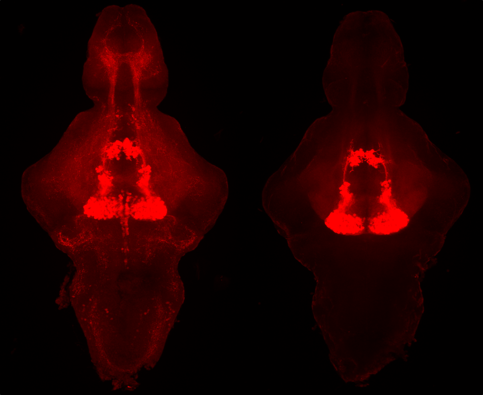 Two zebrafish brains with serotonin molecules shown in red.