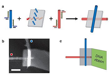 Assembling switches of carbon nanotubes controlled by DNA