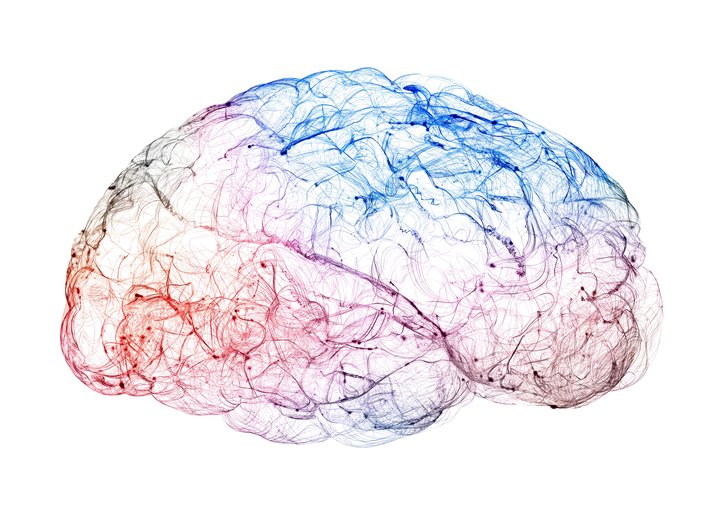 brain neurons