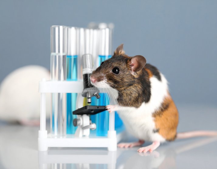 research mouse