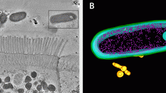 bacteria in the gut