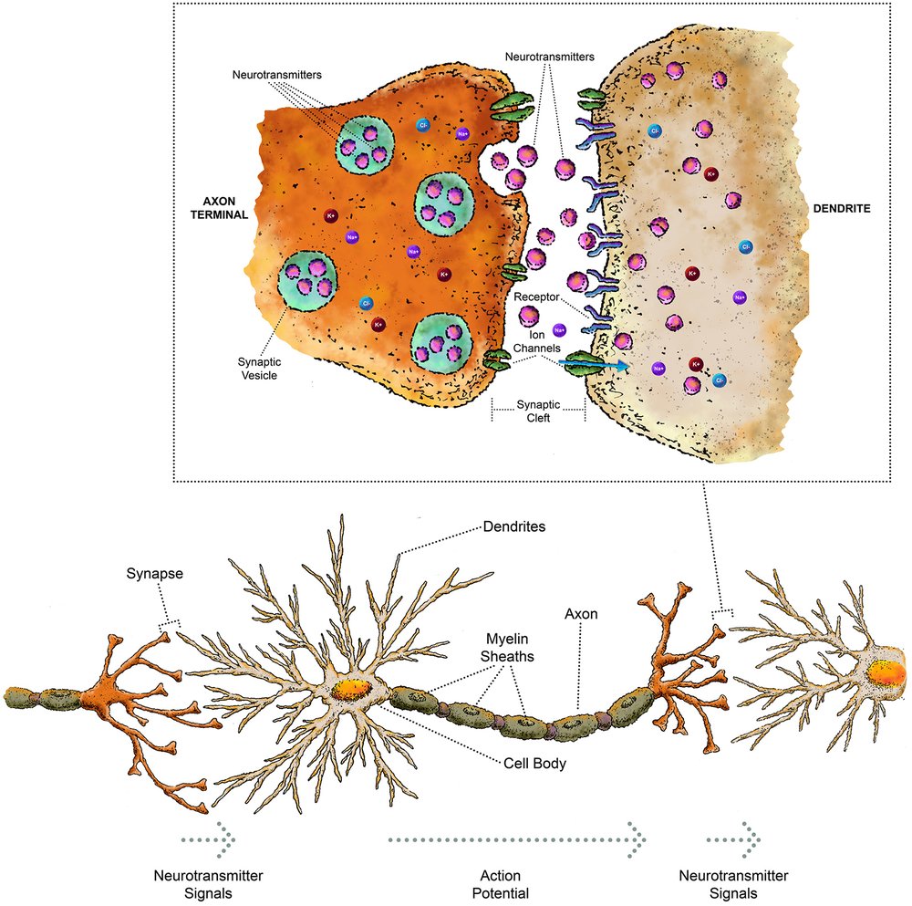 A detailed illustration of a neuron and synapse. The top section shows a close-up view of a synapse between an axon terminal and a dendrite, with neurotransmitters being released from synaptic vesicles into the synaptic cleft, where they bind to receptors on the dendrite. The bottom section shows a neuron with labeled parts: dendrites, cell body, axon with myelin sheaths, and synapses. Arrows indicate the flow of neurotransmitter signals and the action potential through the neuron.