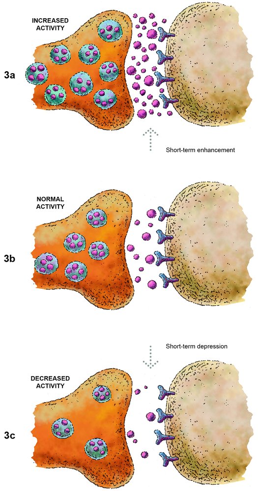 A three-part illustration comparing synaptic activity in short-term enhancement and depression. Image 3a shows enhanced synaptic activity with a high release of neurotransmitters. Image 3b shows typical synaptic activity with fewer neurotransmitters released. Image 3c illustrates short-term depression with a reduced release of neurotransmitters, depicting how the number of synaptic vesicles varies according to activity level.