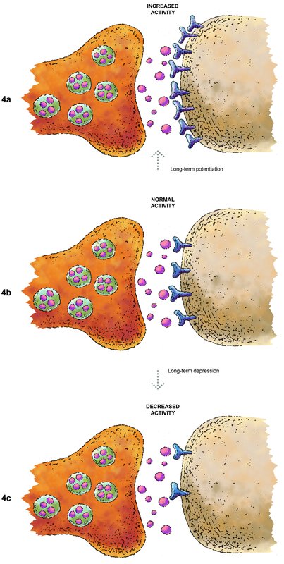 Illustration of synaptic activity: 4a shows increased activity with more neurotransmitters and receptors, 4b shows normal activity, and 4c shows decreased activity with fewer neurotransmitters and receptors.