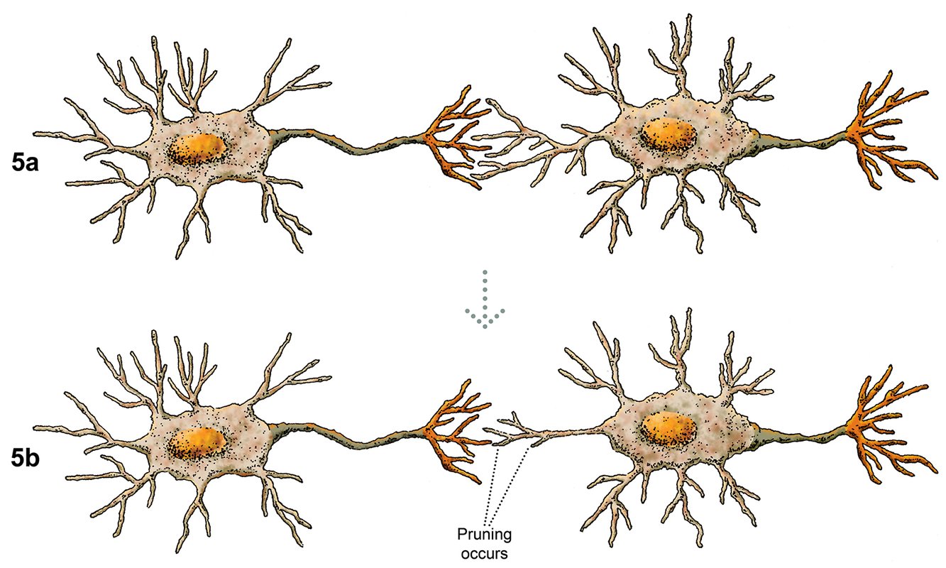 A two-part illustration showing structural changes in neurons through synaptic pruning.