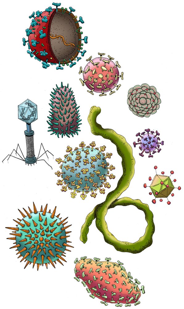 What is the coronavirus? Virus science explained - Caltech Science Exchange