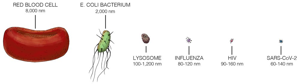 Virus-Size-Comparison-Scale-LABELED-WEB.