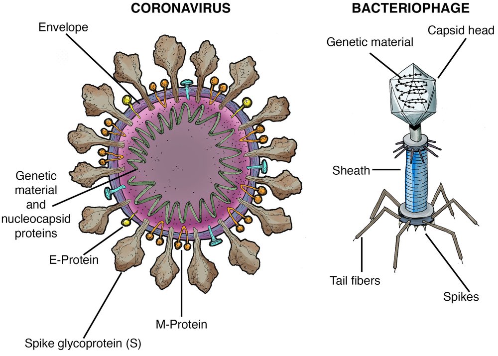 Virus Structure Diagram