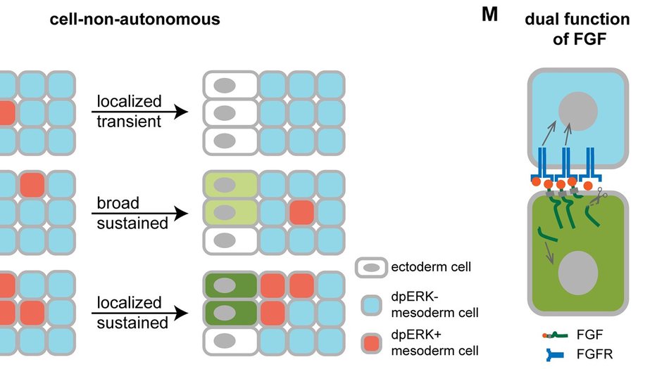 schematic of FGF dual function