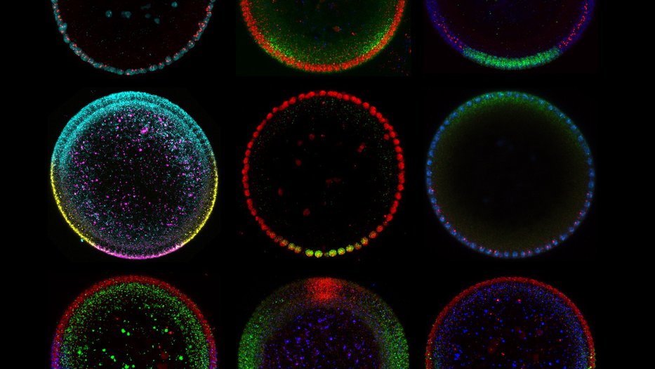 Patterning along the dorsal-ventral axis of Drosophila embryos